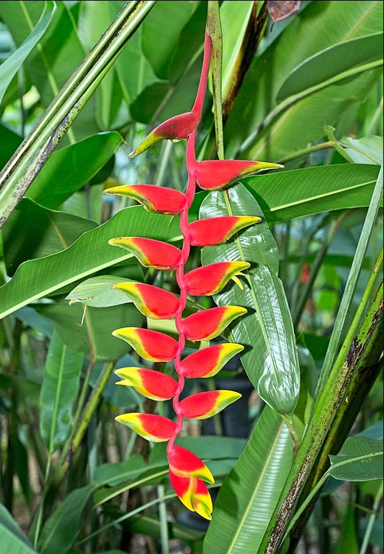 Heliconia rostrata