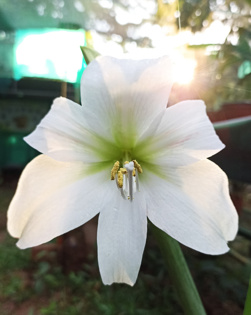 Amaryllis belladonna - Blanco