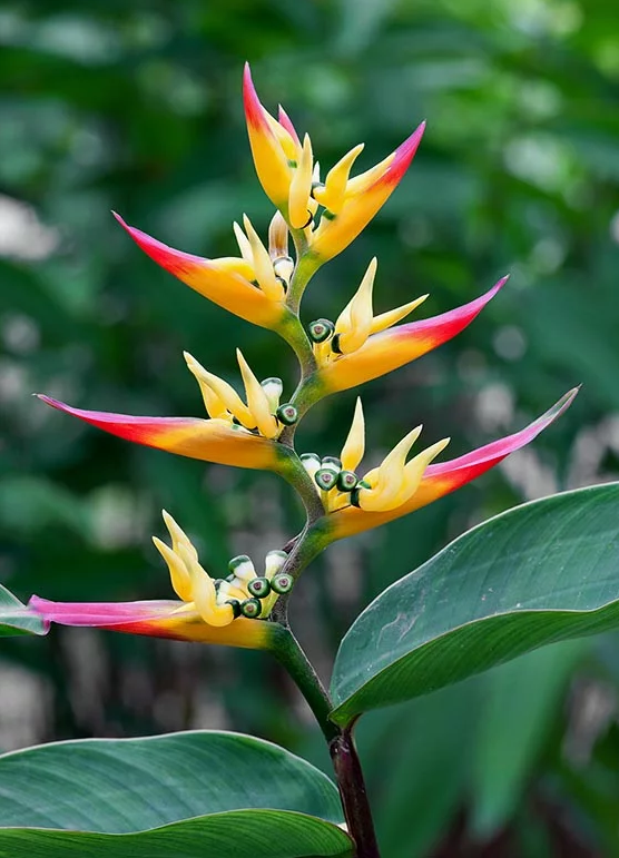 Heliconia schumanniana