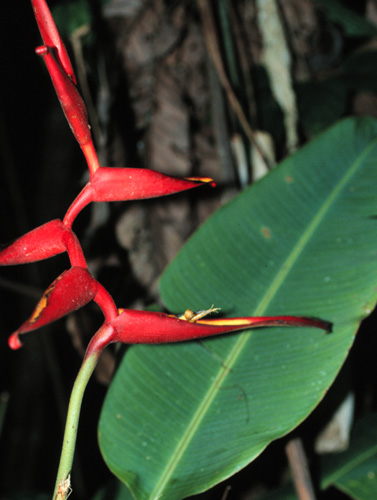 Heliconia spathocircinata