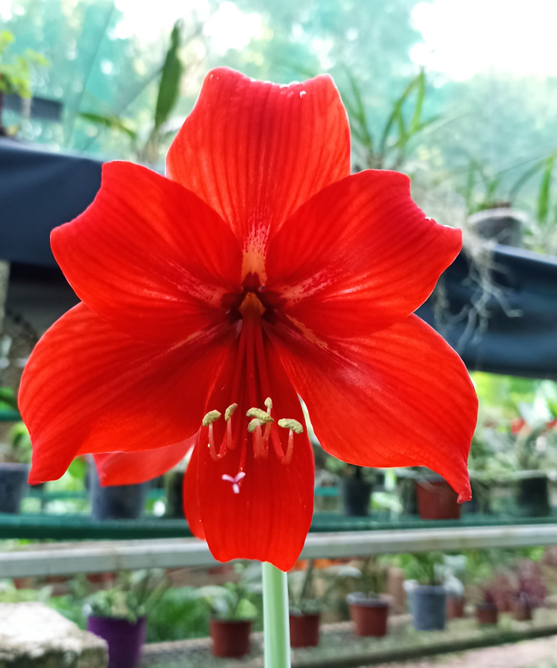 Amaryllis belladonna - Rojo