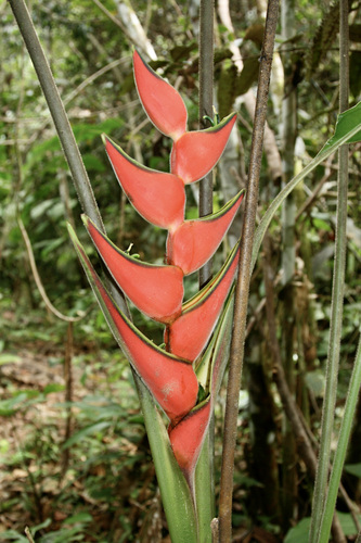 Heliconia orthotricha